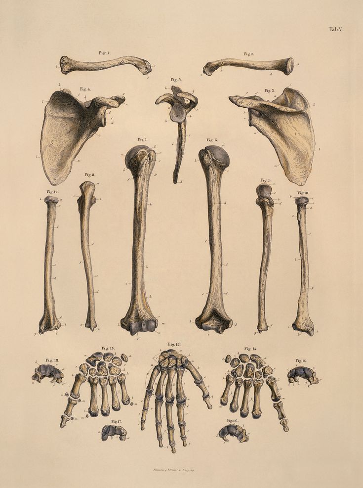 an image of different types of bones