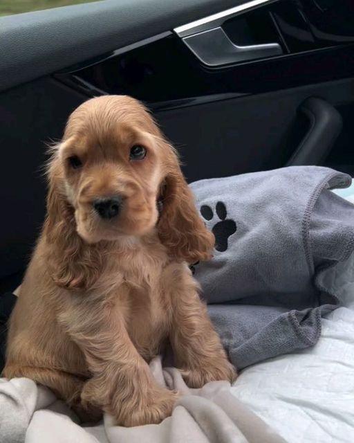 a puppy sitting in the passenger seat of a car