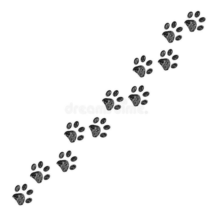 a dog's paw trail is shown in black and white