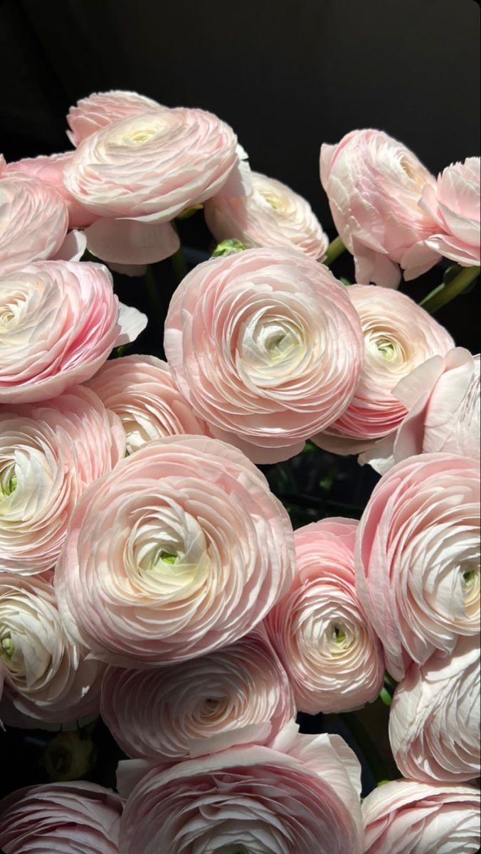 a bunch of pink flowers with white centers