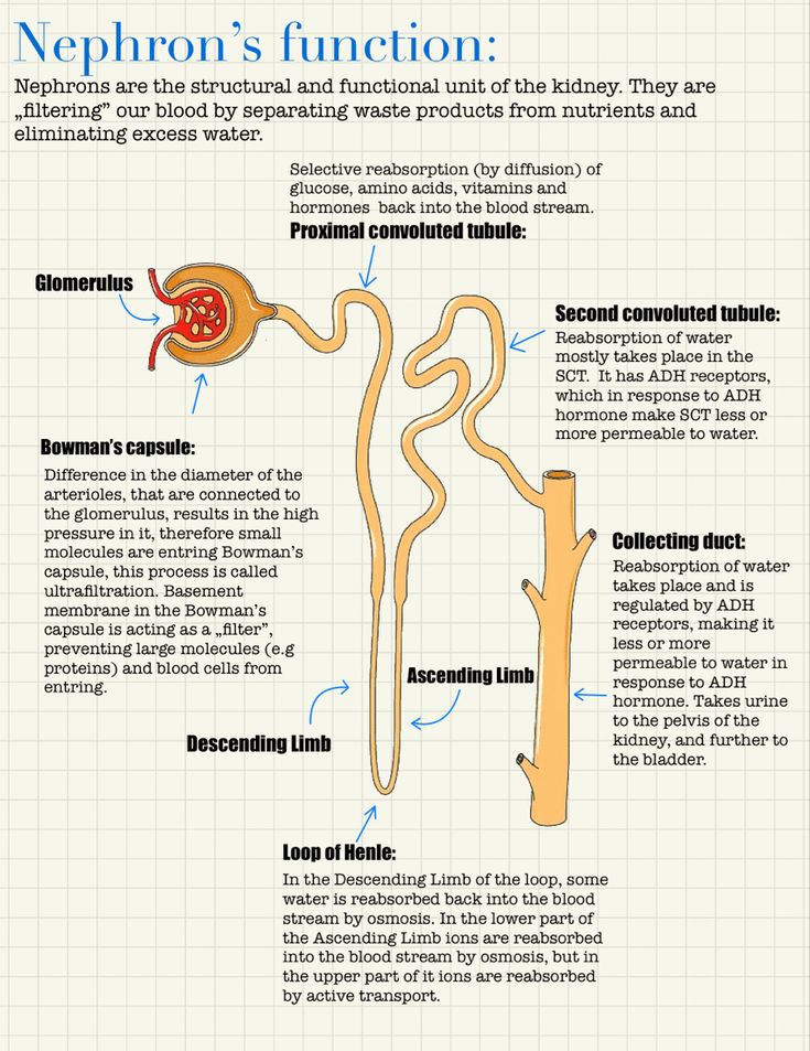 the nephron's function in food and water info sheet with text on it