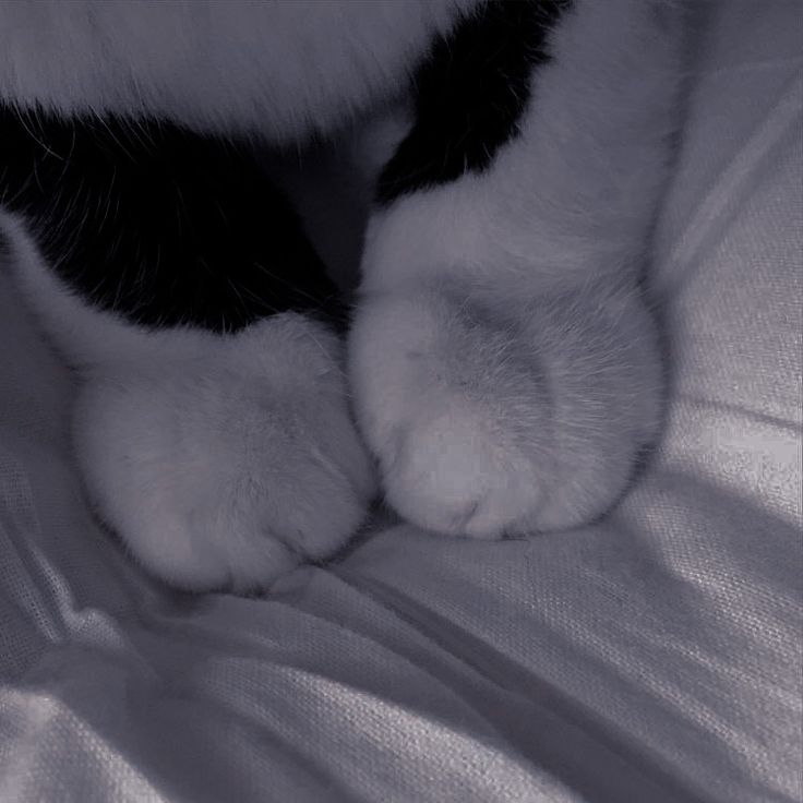 a black and white cat laying on top of a bed with its paws tucked under the covers