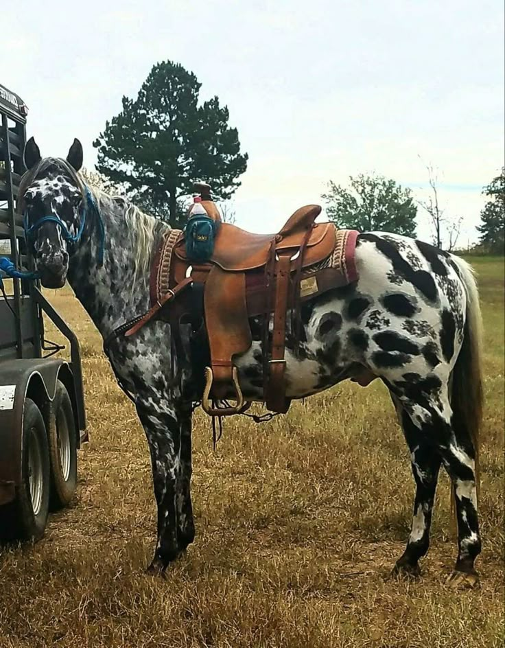 a black and white spotted horse standing next to a trailer in the middle of a field