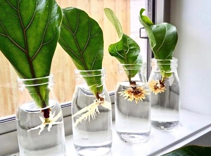 three glass vases with plants in them on a window sill next to a plant