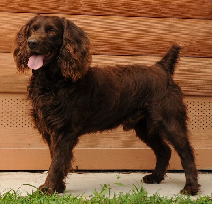 a brown dog standing in front of a door