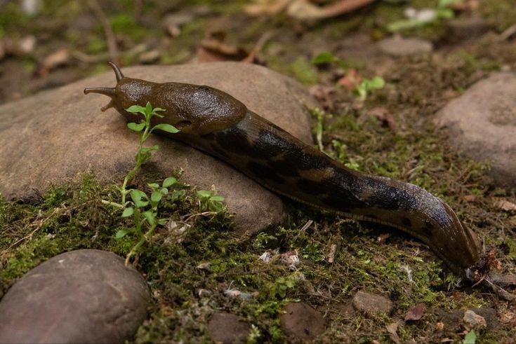 a slug crawling on the ground next to some rocks