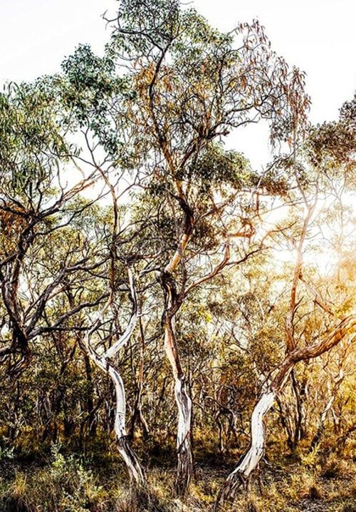 an image of some trees in the woods with sunlight coming through them and text that reads gum tree - karara roselindd