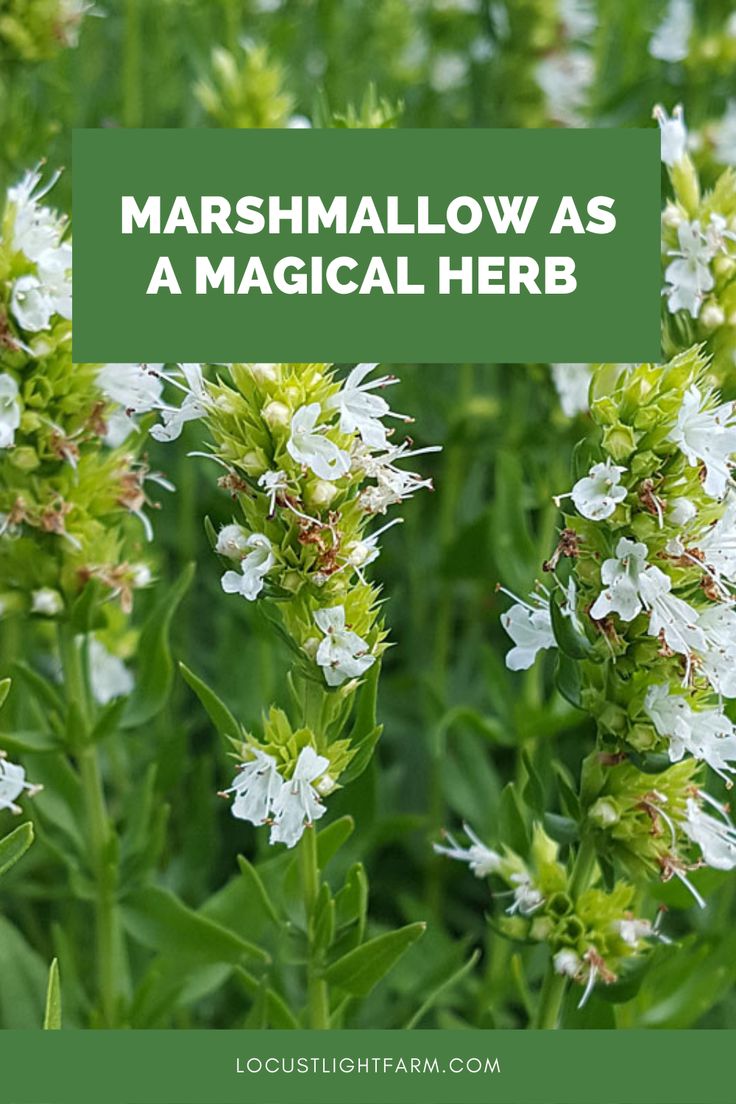 marshmallow as a magic herb with text overlay that reads, marshmallow as a magician herb