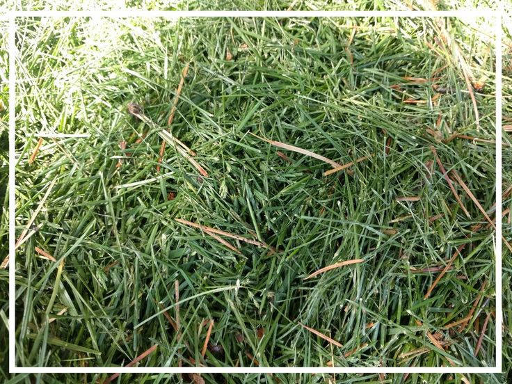 the grass is very green and has brown stripes on it's edges, as well as small white square frames