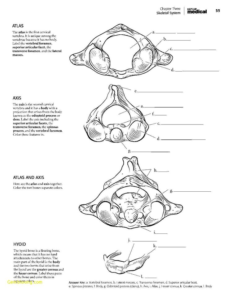 the anatomy of the human body and its major muscles, including the pectors