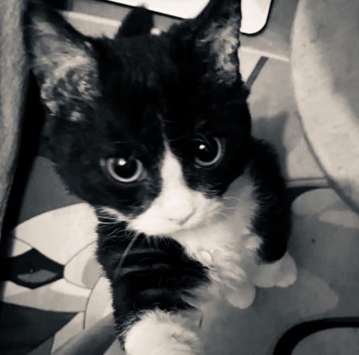 a black and white cat sitting on top of a floor next to a toilet bowl