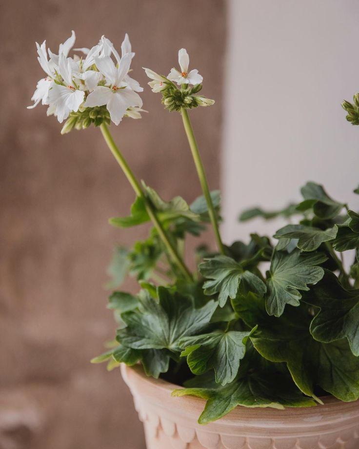 some white flowers are in a brown pot