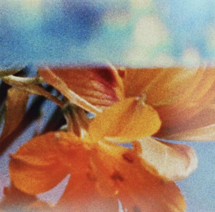 an orange flower is in the foreground with blue sky in the backround