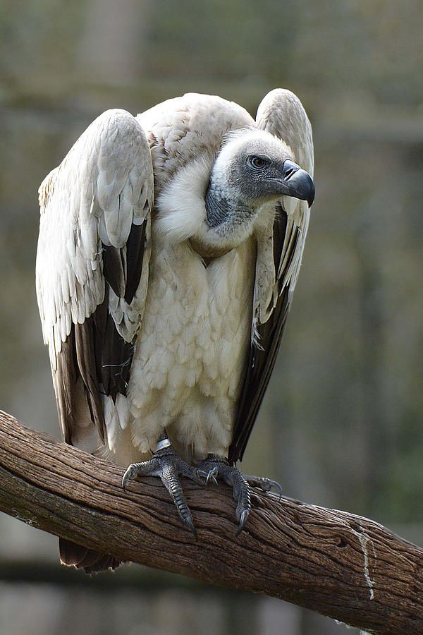 a large white bird sitting on top of a wooden branch