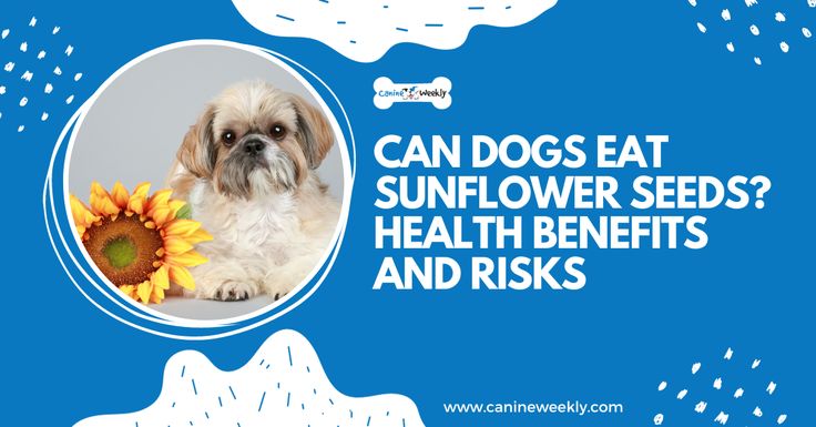 a dog sitting next to a sunflower with the caption can dogs eat sunflower seeds? health benefits and risks