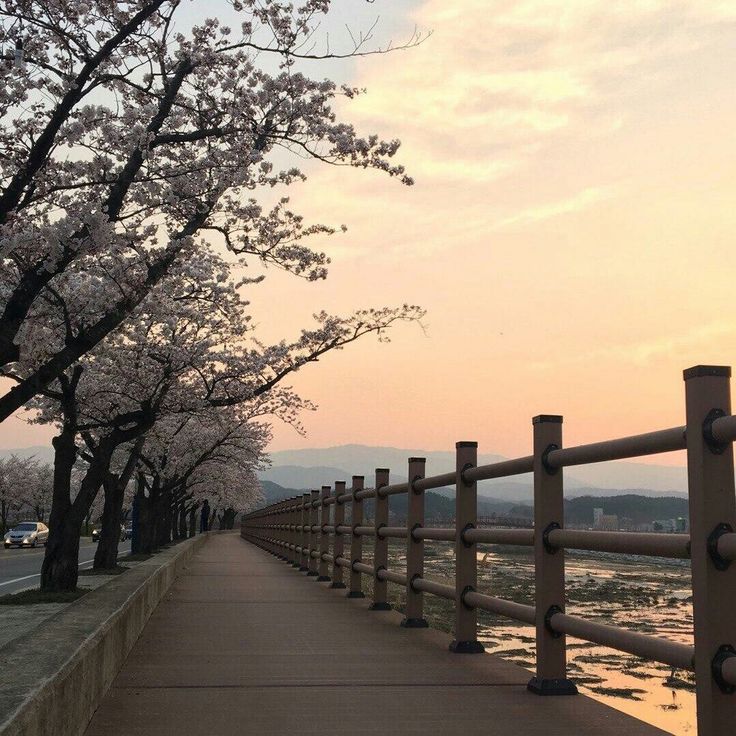 an empty walkway with trees lining both sides and water in the distance on either side