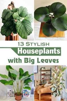 houseplants with big leaves that are easy to care for