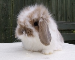 a small rabbit sitting on top of a white table next to a wooden fence in the background