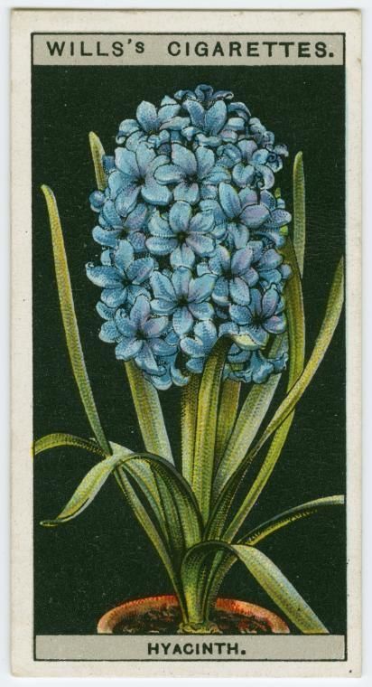 a blue flower on a black background with the words hyacinth written below it