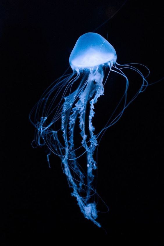 a blue jellyfish floating in the dark water