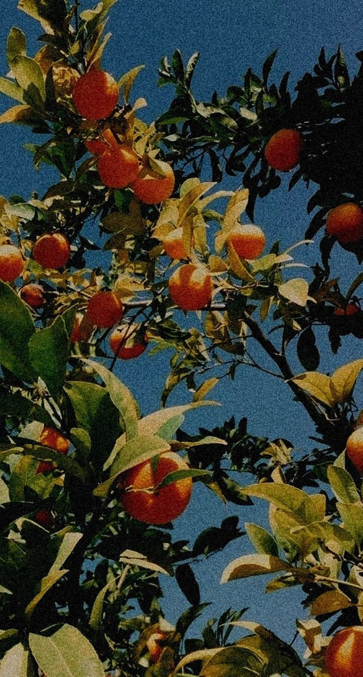 an orange tree with lots of ripe oranges growing on it's branches, against a blue sky