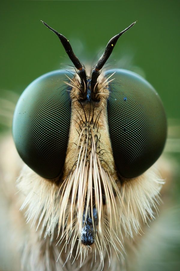 a close up view of the head and eyes of a fly insect