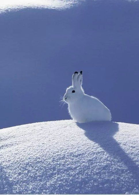 a white rabbit is sitting in the snow