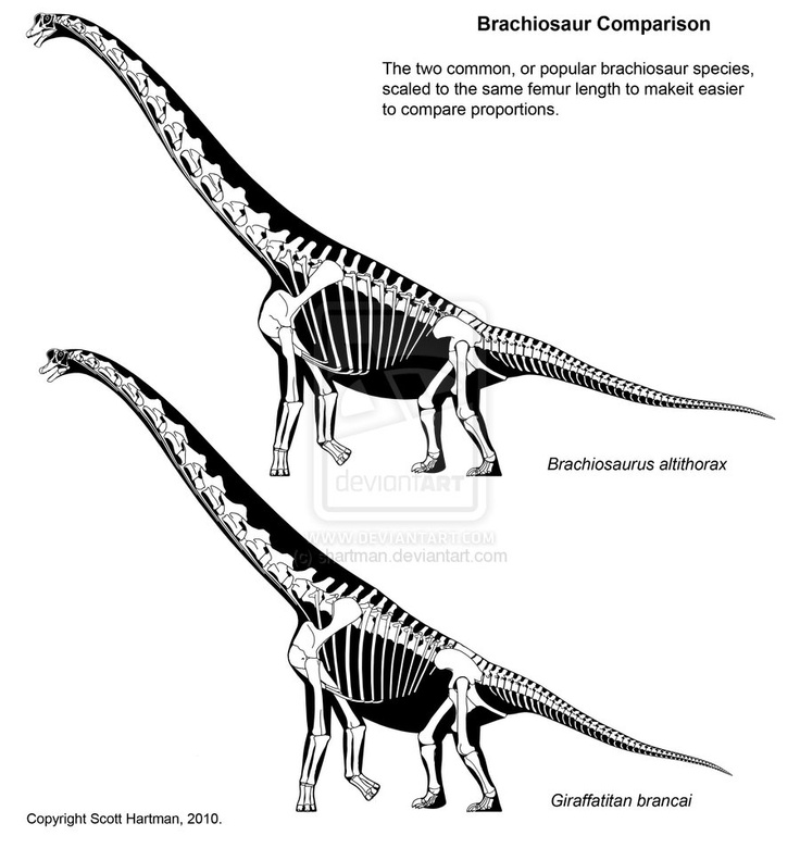 two different types of dinosaurs with their skeleton markings