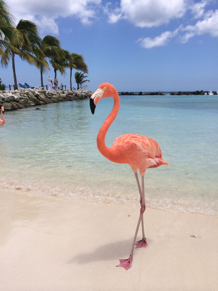 a pink flamingo standing on top of a sandy beach next to the ocean and palm trees