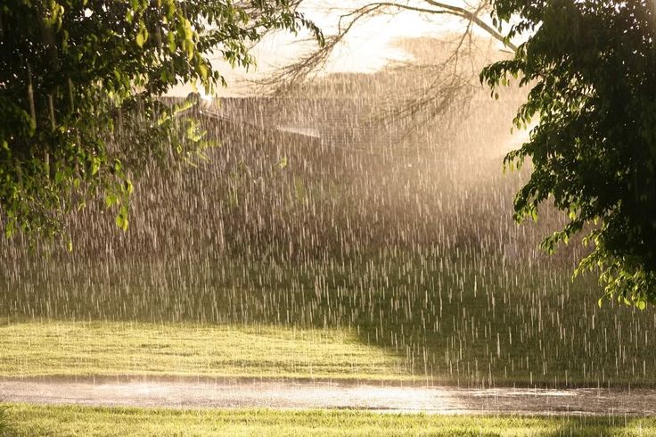 an open umbrella sitting on top of a lush green field next to trees in the rain