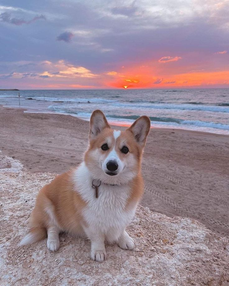 a corgi dog sitting on the beach at sunset