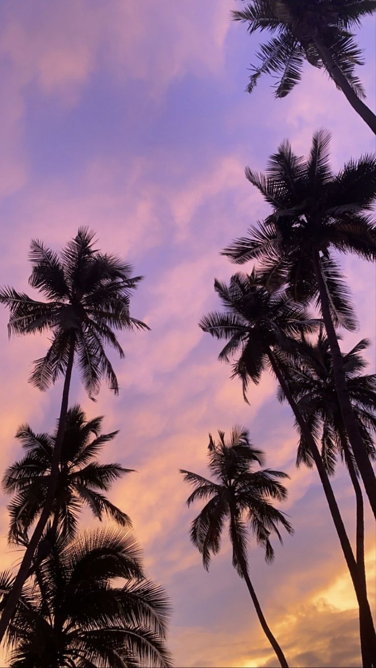 palm trees are silhouetted against the evening sky