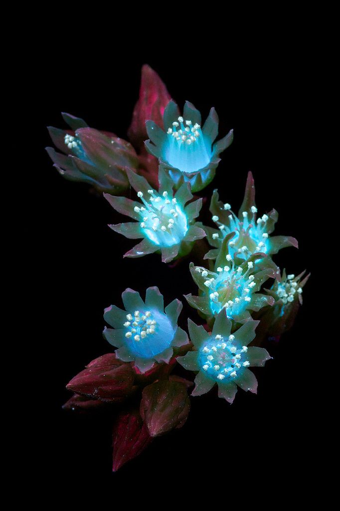 three blue flowers with green leaves on a black background, lit up in the dark