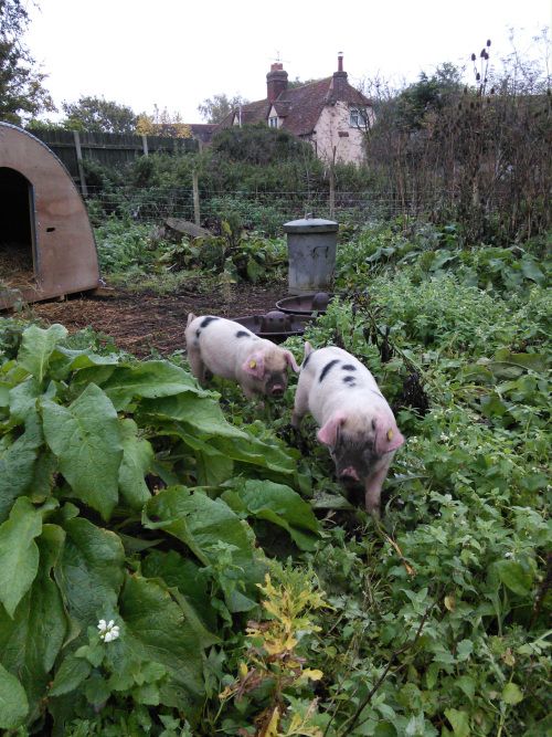 two pigs standing in the middle of some plants