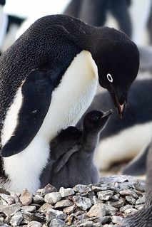 an adult penguin with its baby on the rocks