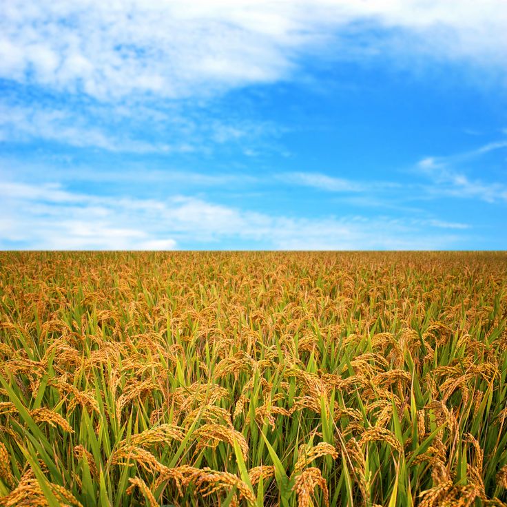 a field full of tall grass under a blue sky