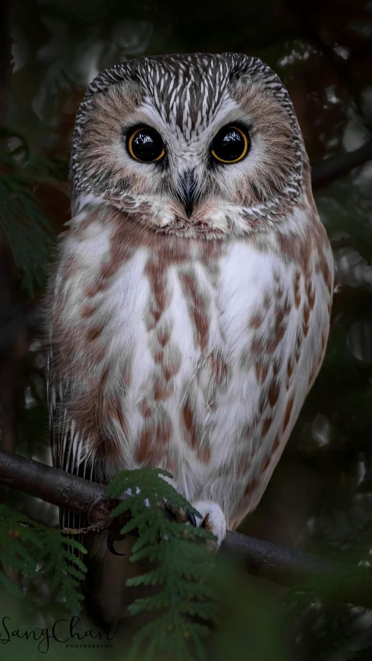 an owl sitting on top of a tree branch