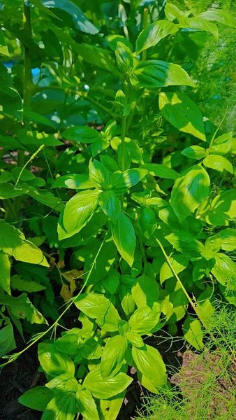 green plants are growing in the grass