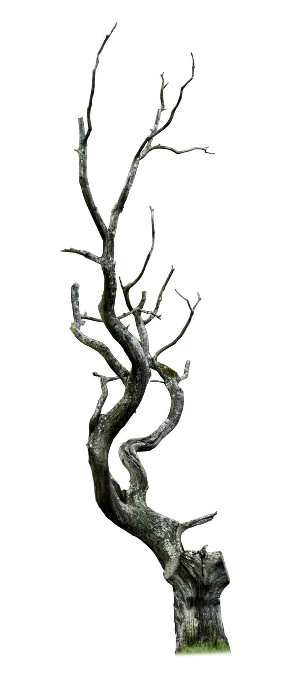 an old tree with no leaves is shown against a white background and the branches are bent down