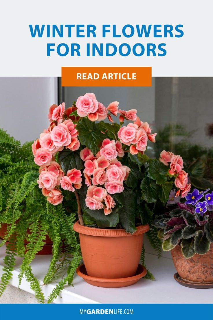 some pink flowers are in pots on a window sill with the words winter flowers for indoors read article