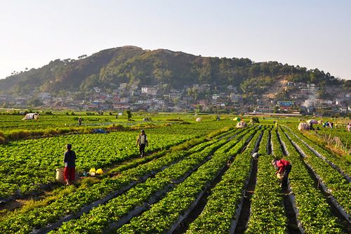 several people are working in the field with green plants and mountains in the back ground