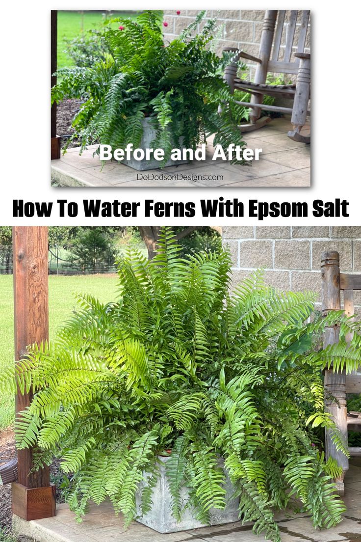 two pictures of different plants in pots with the words how to water ferns with epson salt