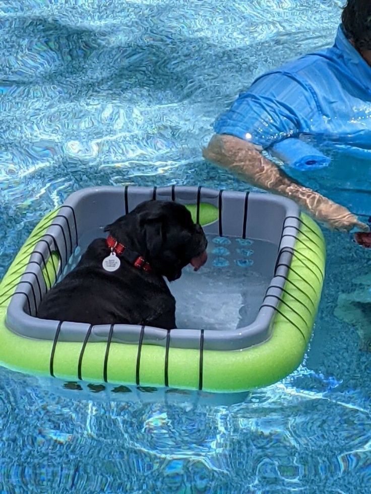 a black dog sitting in an inflatable pool next to a man holding a frisbee