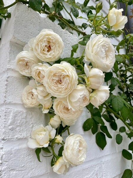 some white flowers are growing on a brick wall