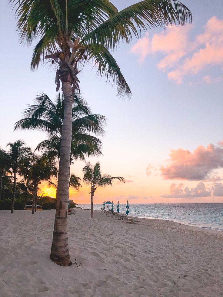 palm trees on the beach at sunset with people in the water and one person walking