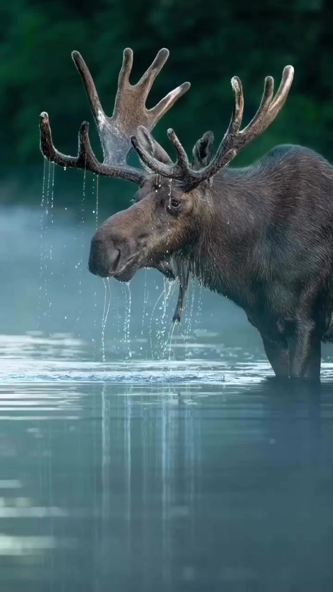 a moose with large antlers standing in the water