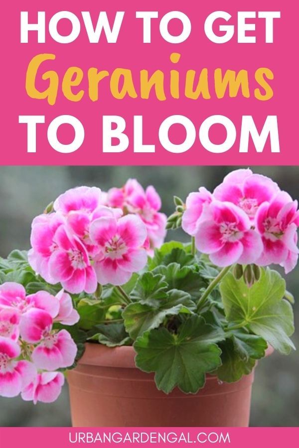 Geranium flowers in a pot Planters With Geraniums, How To Keep Geraniums Blooming, Geraniums In Containers, Geranium Planters, Geraniums In Pots, Garden Annuals, Garden Hill, Geranium Color, Growing Geraniums