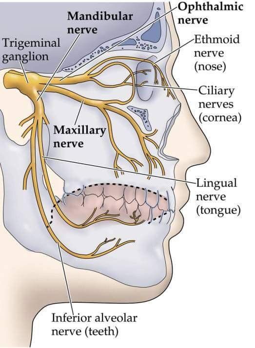 Dental Assistant Study, Dental Hygiene Student, Dental Hygiene School, Dental Anatomy, Kedokteran Gigi, Dental Facts, Dental Life, Deaf Culture, Dental Bridge