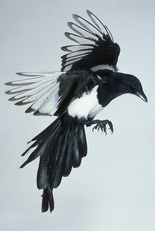 a black and white bird flying through the air