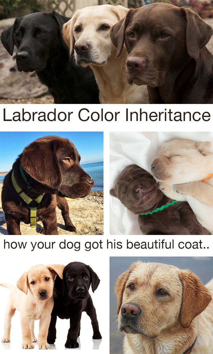 four different dogs are shown with the caption'labrador color in their appearance, how your dog got his beautiful coat